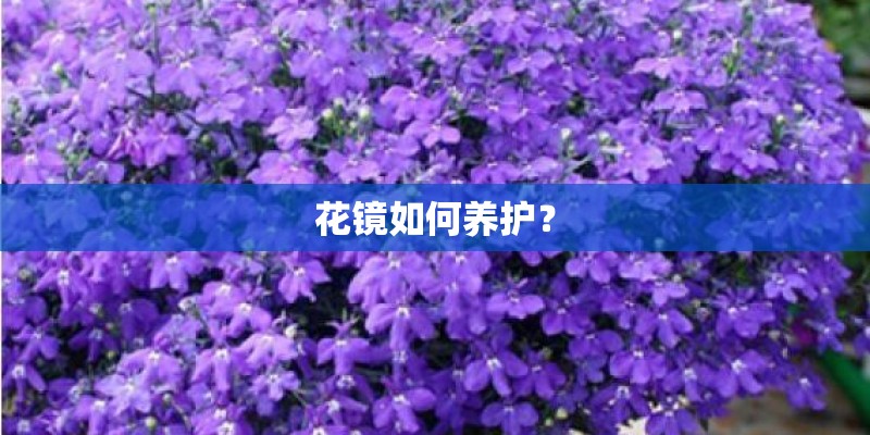花镜如何养护？