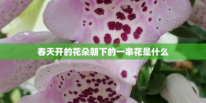 春天开的花朵朝下的一串花是什么