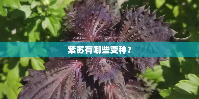 紫苏有哪些变种？