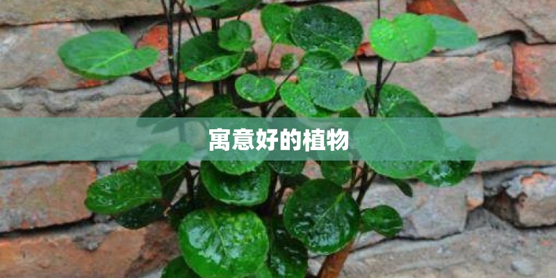 寓意好的植物