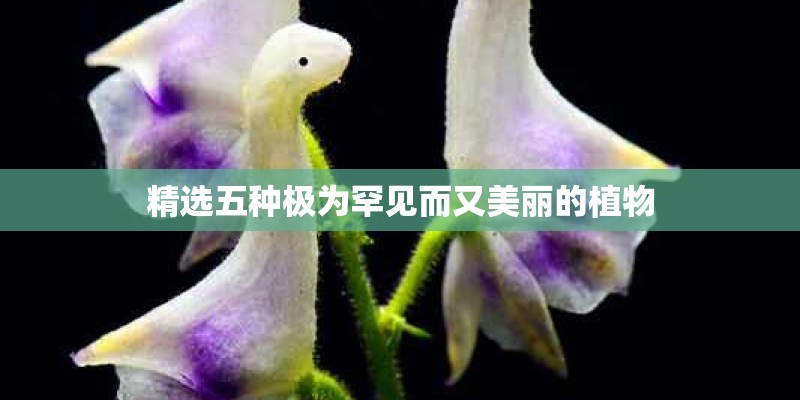 精选五种极为罕见而又美丽的植物