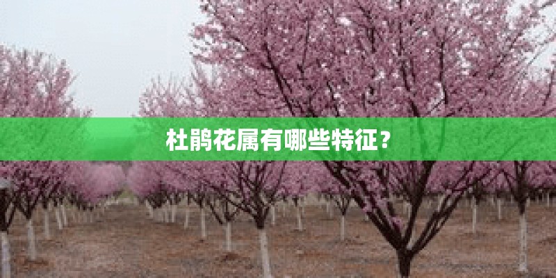杜鹃花属有哪些特征？