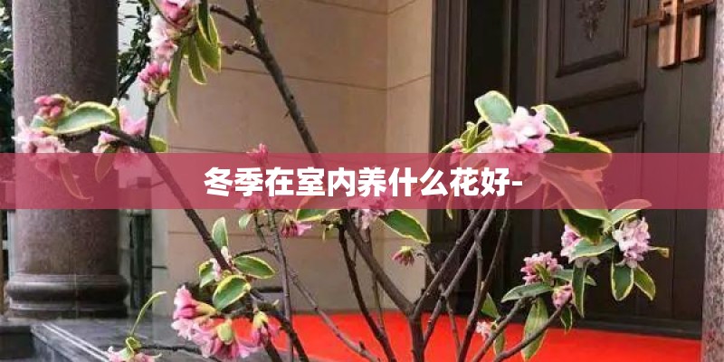冬季在室内养什么花好-