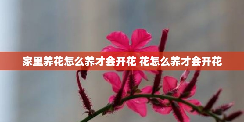 家里养花怎么养才会开花 花怎么养才会开花