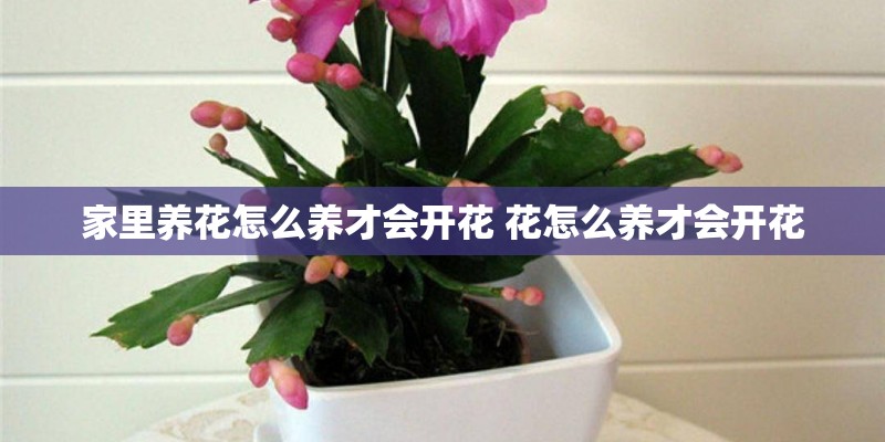 家里养花怎么养才会开花 花怎么养才会开花