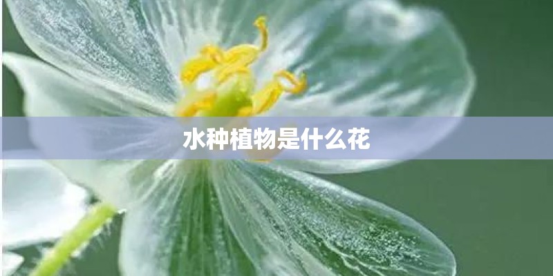 水种植物是什么花