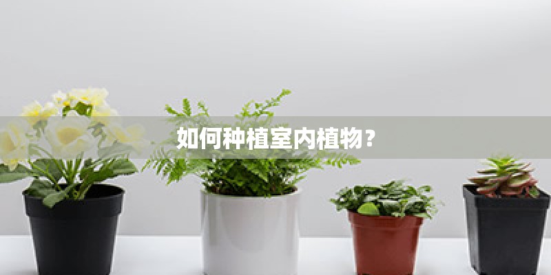 如何种植室内植物？