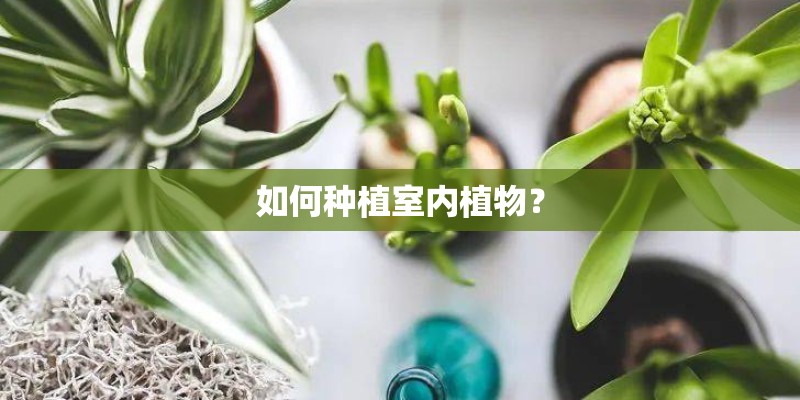 如何种植室内植物？