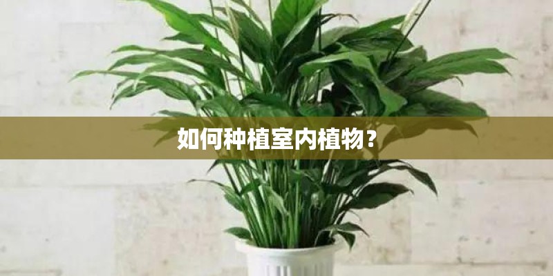 如何种植室内植物？