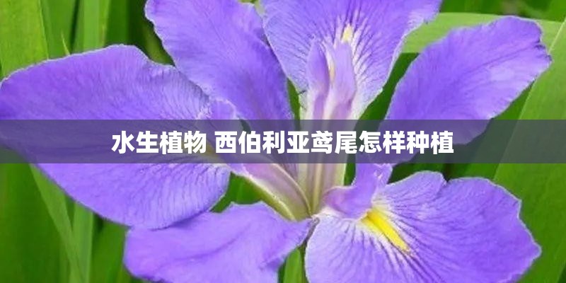 水生植物 西伯利亚鸢尾怎样种植