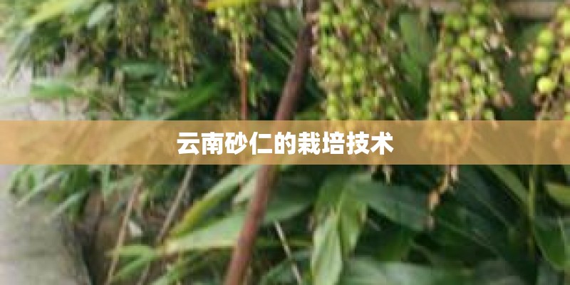 云南砂仁的栽培技术