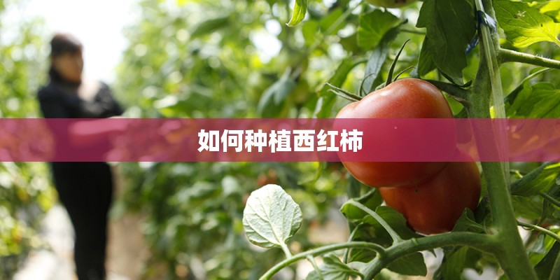 如何种植西红柿