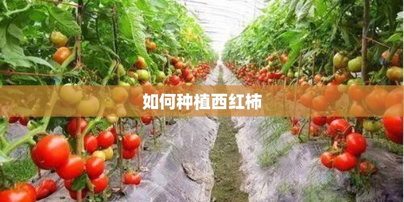 如何种植西红柿