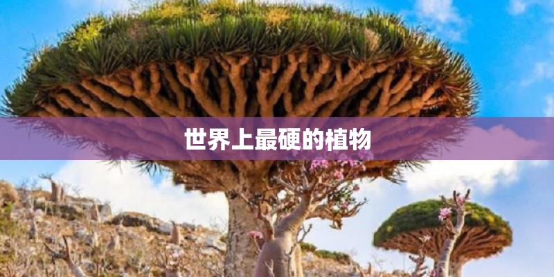 世界上最硬的植物
