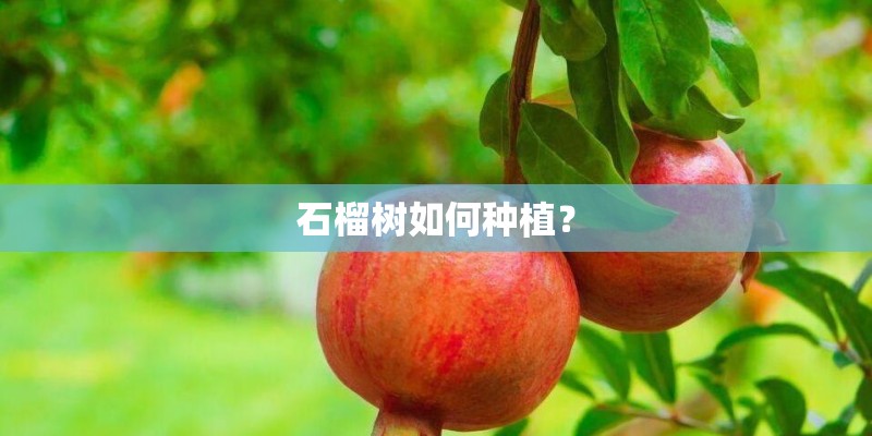 石榴树如何种植？