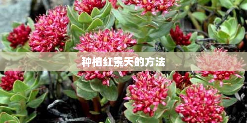 种植红景天的方法