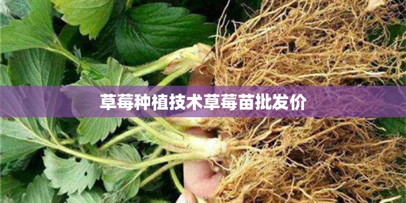 草莓种植技术草莓苗批发价