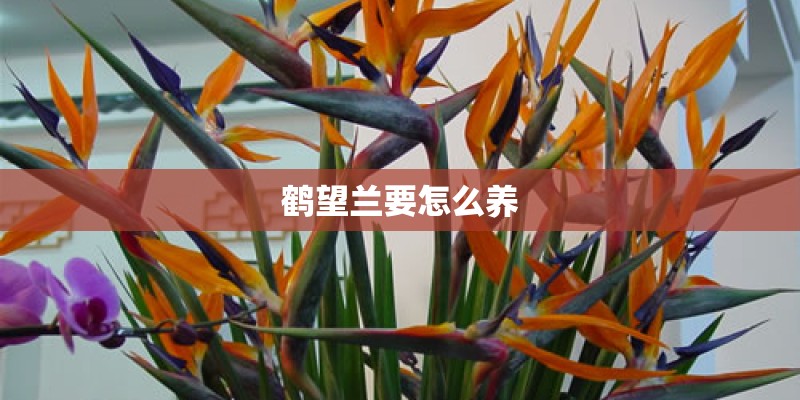鹤望兰要怎么养