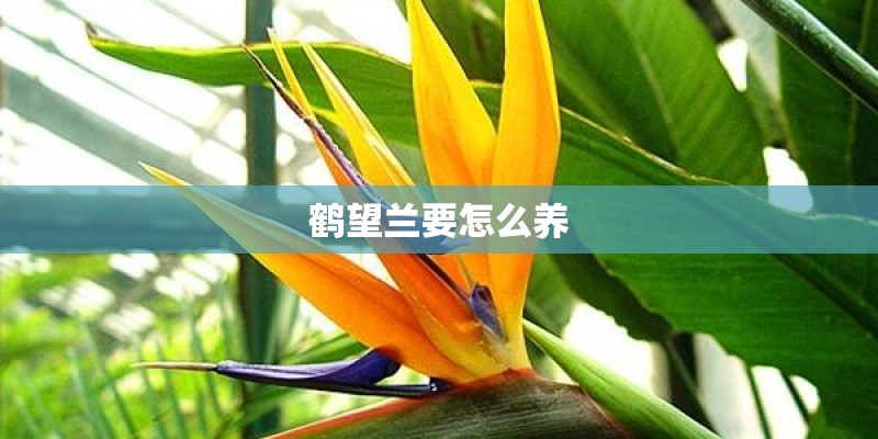 鹤望兰要怎么养