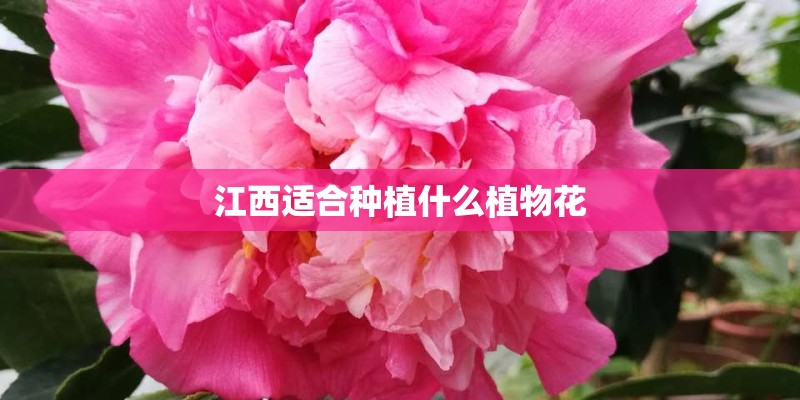 江西适合种植什么植物花