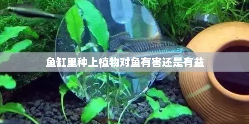 鱼缸里种上植物对鱼有害还是有益