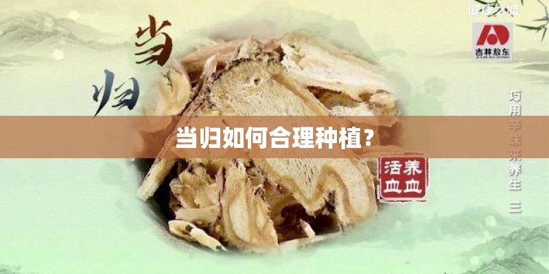 当归如何合理种植？