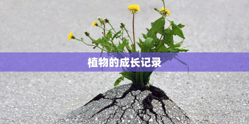 植物的成长记录