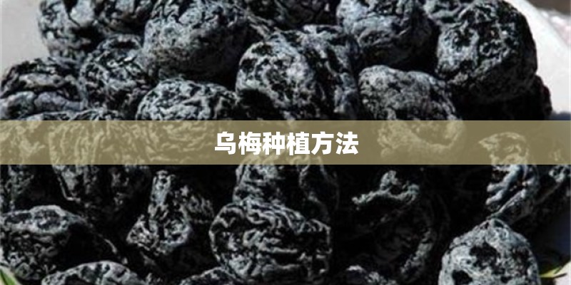 乌梅种植方法
