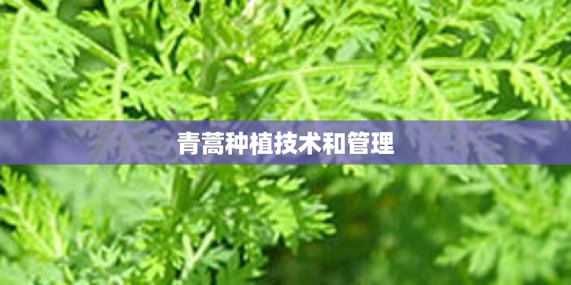 青蒿种植技术和管理