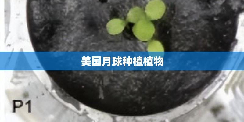 美国月球种植植物