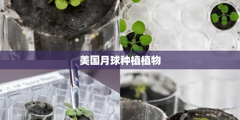 美国月球种植植物