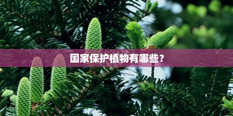 国家保护植物有哪些？