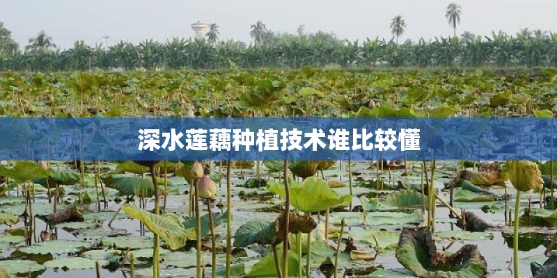 深水莲藕种植技术谁比较懂