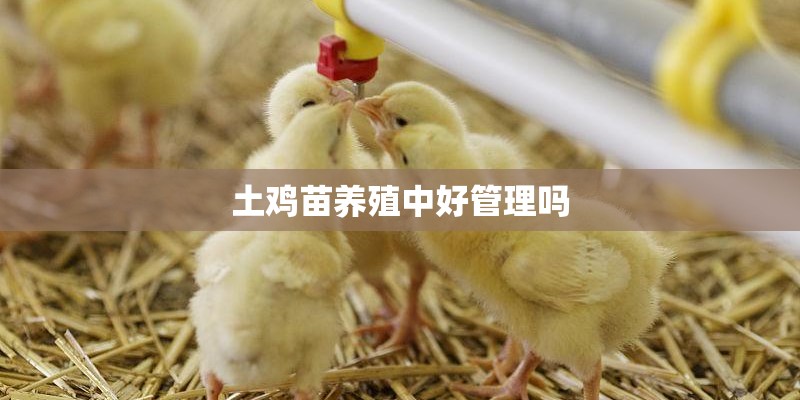 土鸡苗养殖中好管理吗