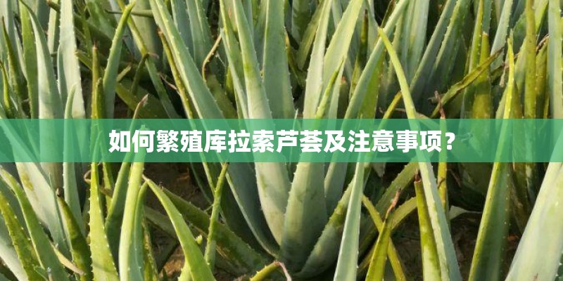 如何繁殖库拉索芦荟及注意事项？