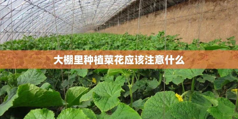 大棚里种植菜花应该注意什么