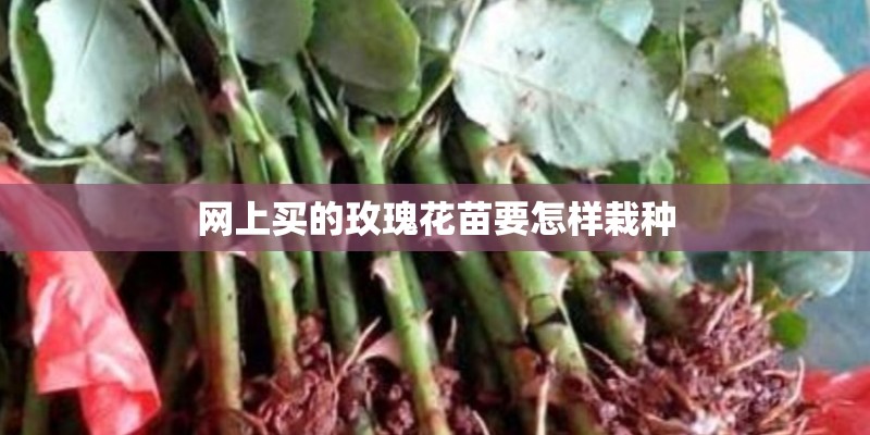 网上买的玫瑰花苗要怎样栽种