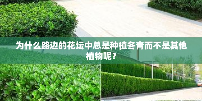 为什么路边的花坛中总是种植冬青而不是其他植物呢？