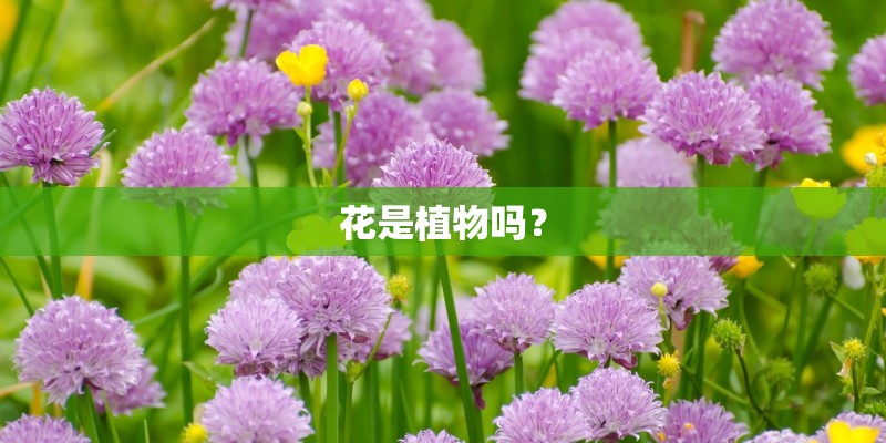 花是植物吗？