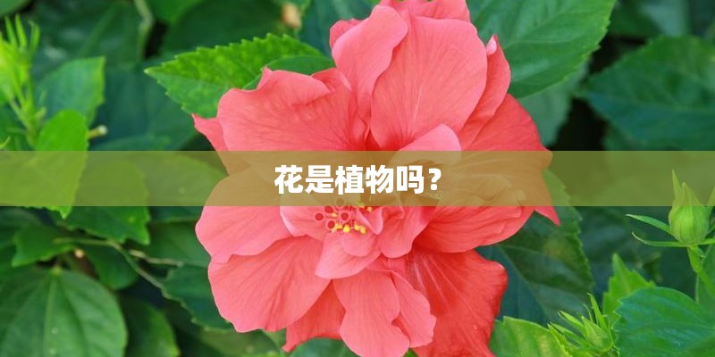 花是植物吗？