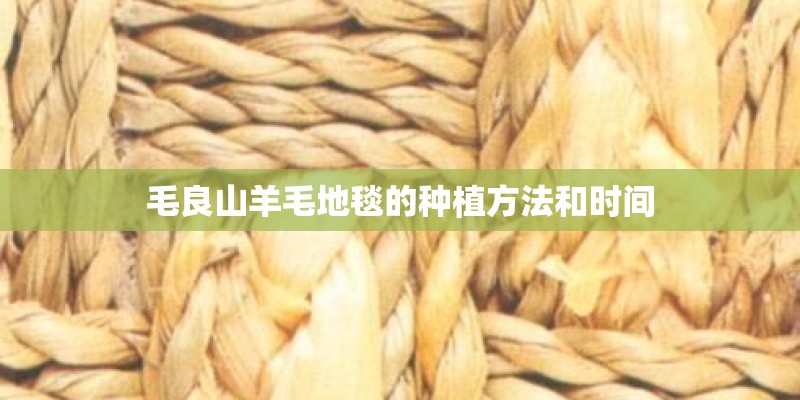 毛良山羊毛地毯的种植方法和时间