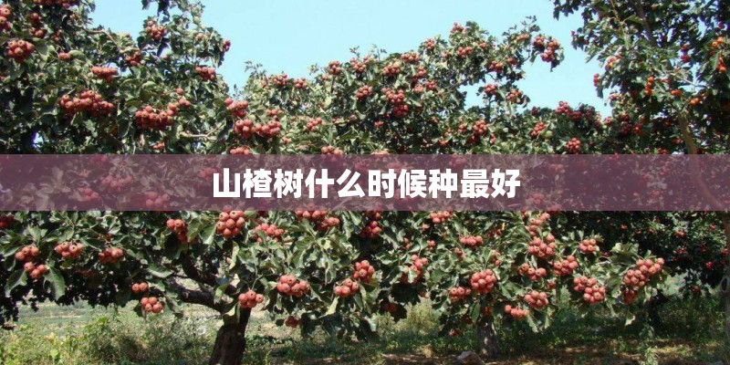 山楂树什么时候种最好