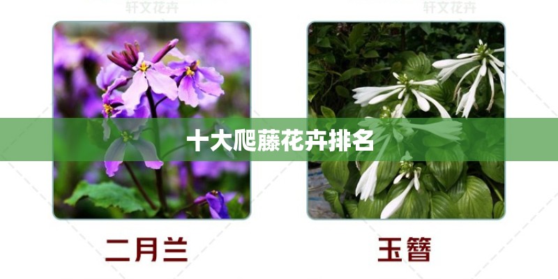 十大爬藤花卉排名