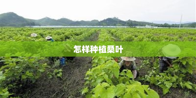 怎样种植桑叶