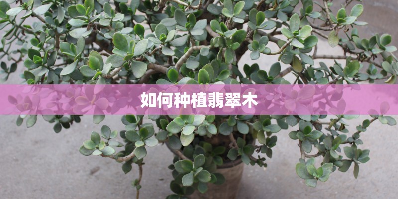 如何种植翡翠木