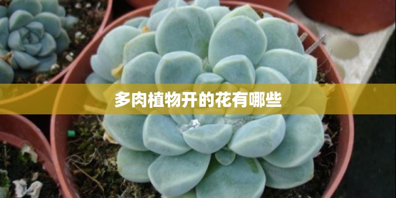 多肉植物开的花有哪些