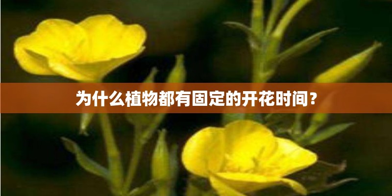 为什么植物都有固定的开花时间？