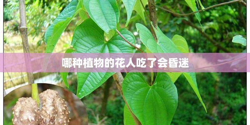 哪种植物的花人吃了会昏迷