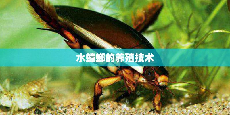 水蟑螂的养殖技术