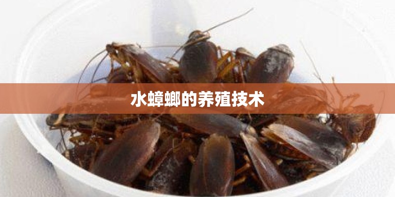 水蟑螂的养殖技术